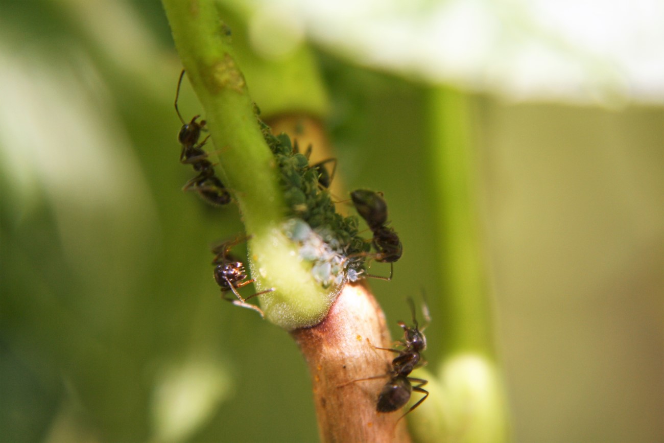 hormigas y pulgones