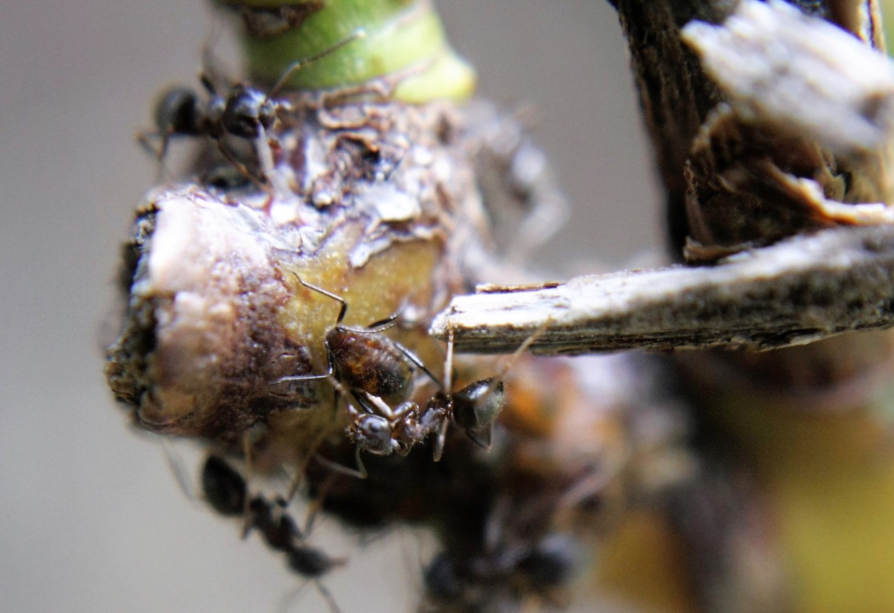 Hormigas y pulgones en arandanos