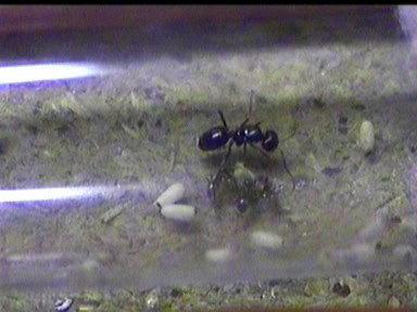 L. fuliginosus avi