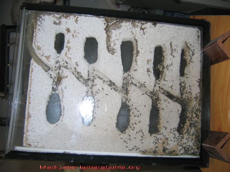 Lasius-vertical00