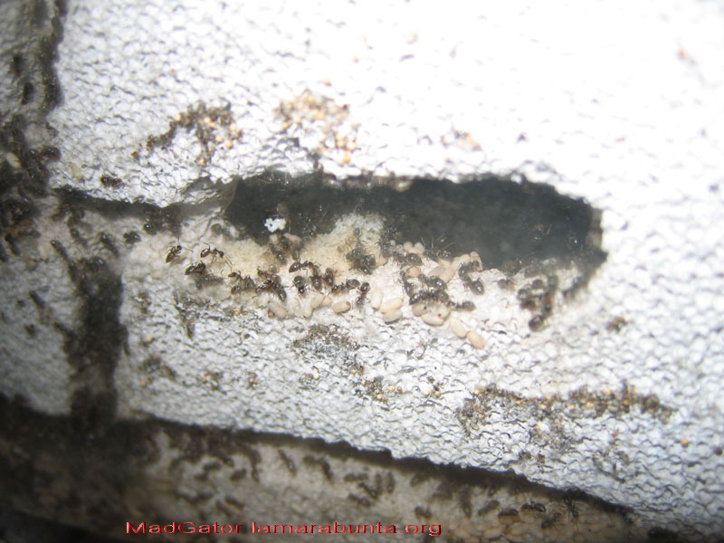 Lasius-vertical02