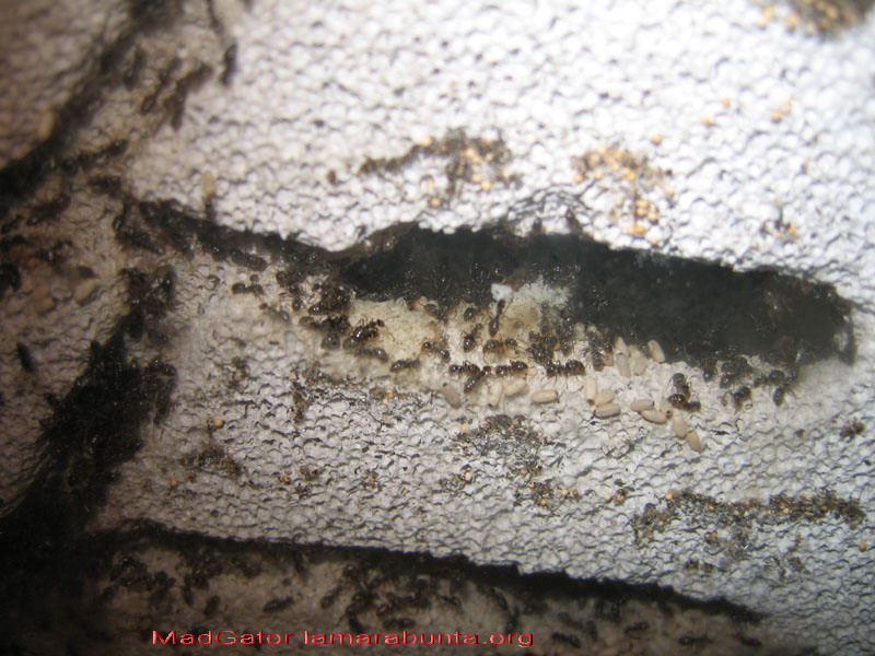 Lasius-vertical04