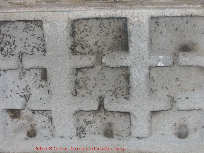 Lasius 22