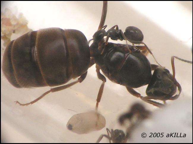 Lasius grandis