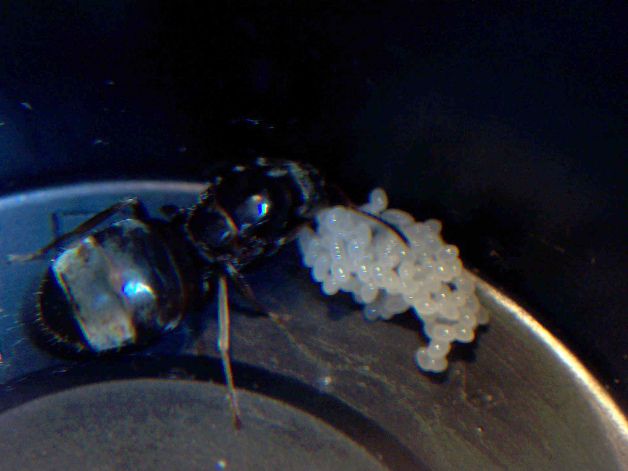 Lasius de nueva.