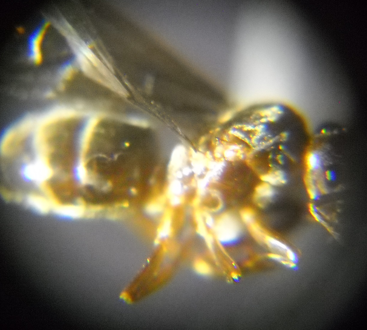 Lasius par�sita (Chthonolasisus) Perfil
