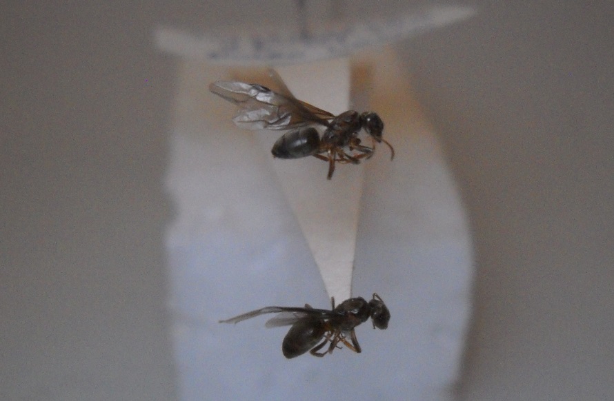 Lasius par�sita (Chthonolasius) [sin flash]