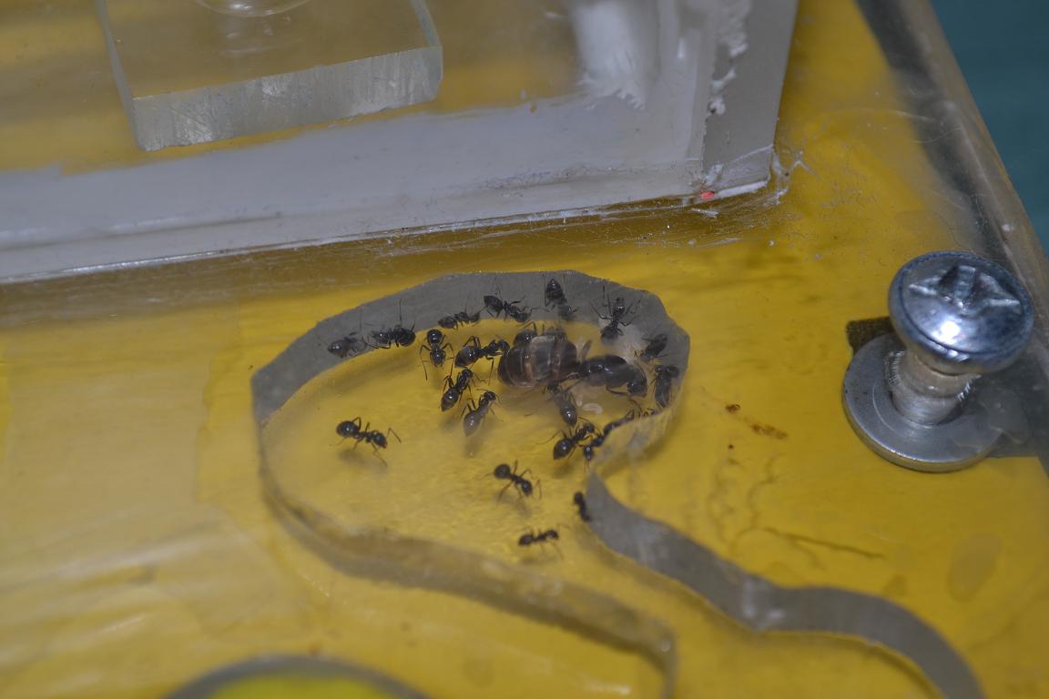 Lasius