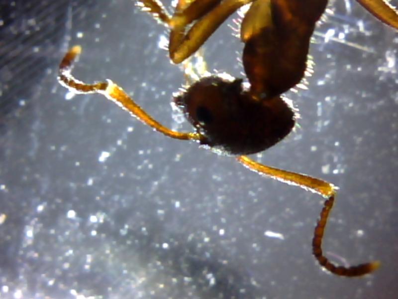 Lasius sp 3