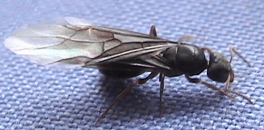 Lasius sp