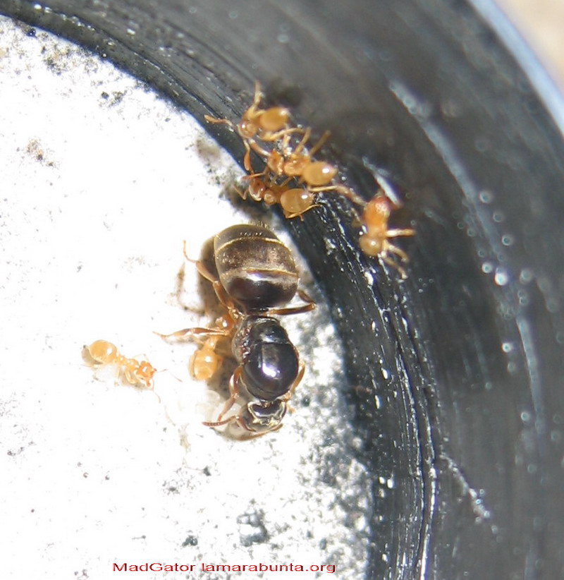 Lasius flavus 2007-julio