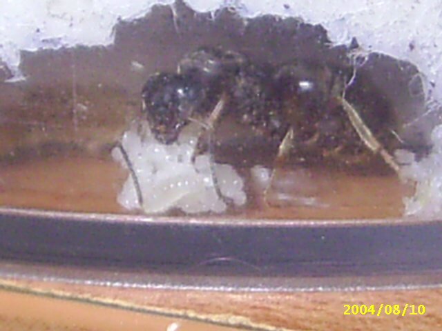 reina lasius lasioides 3