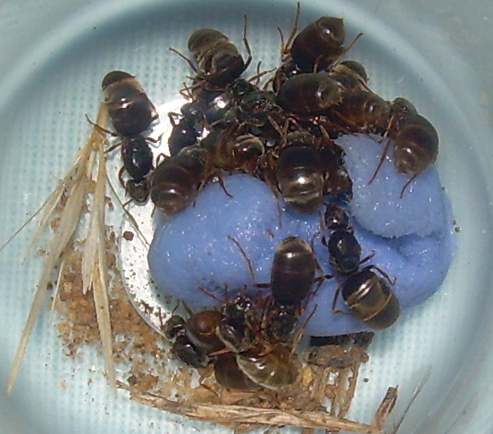 !?Plagilolepis? 2