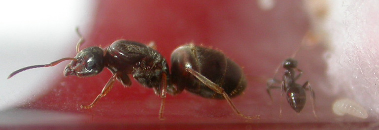 Lasius �no?