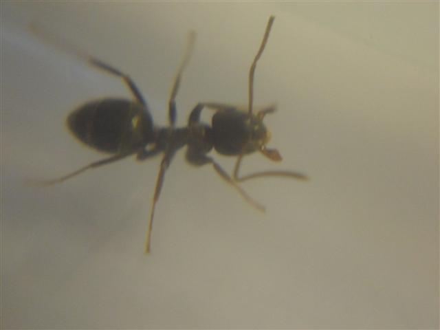 Lasius sp 2