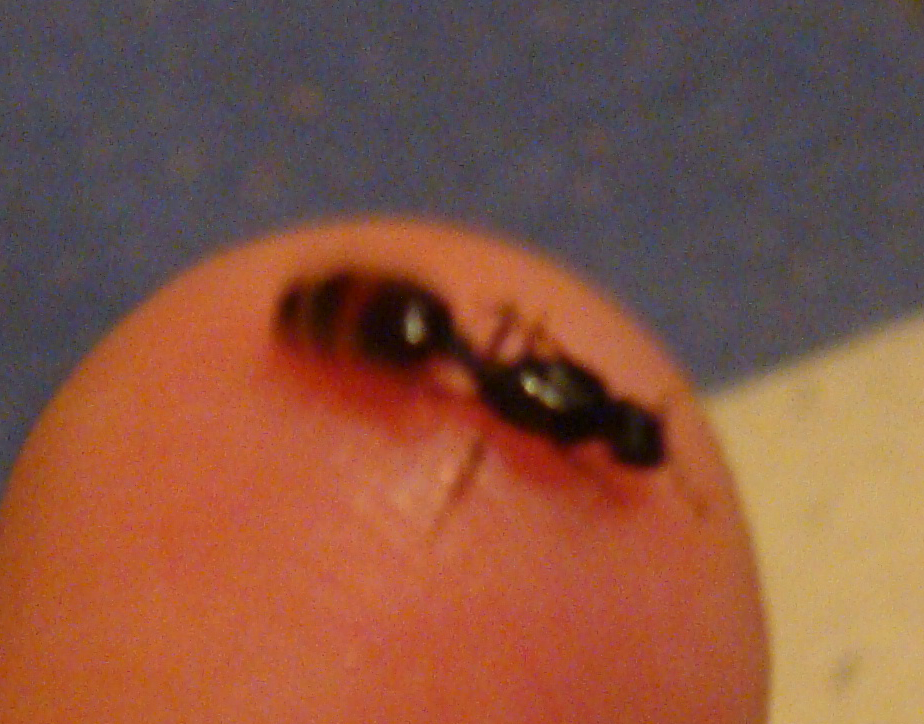 lasius?