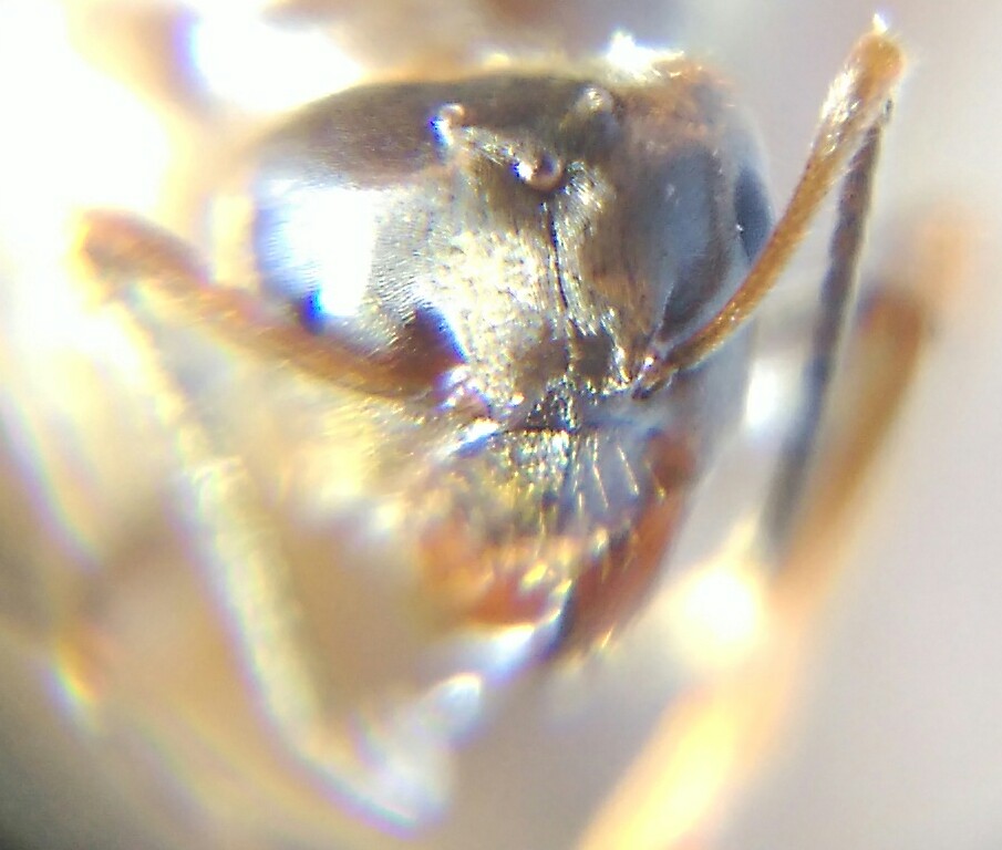Lasius frontal