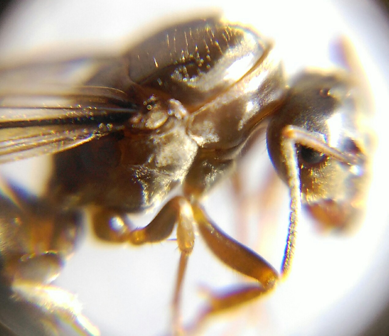 Lasius lateral