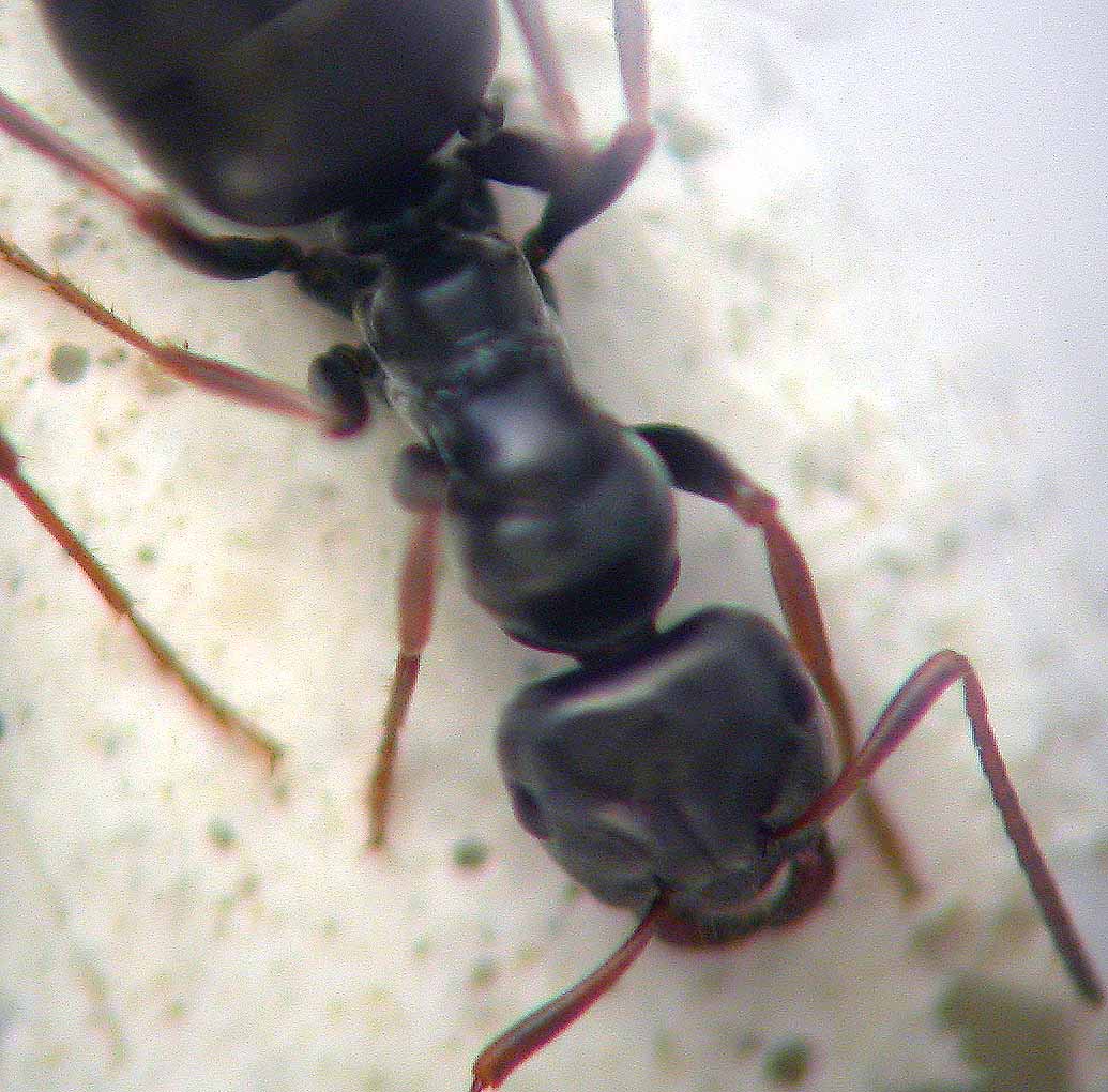 camponotus1