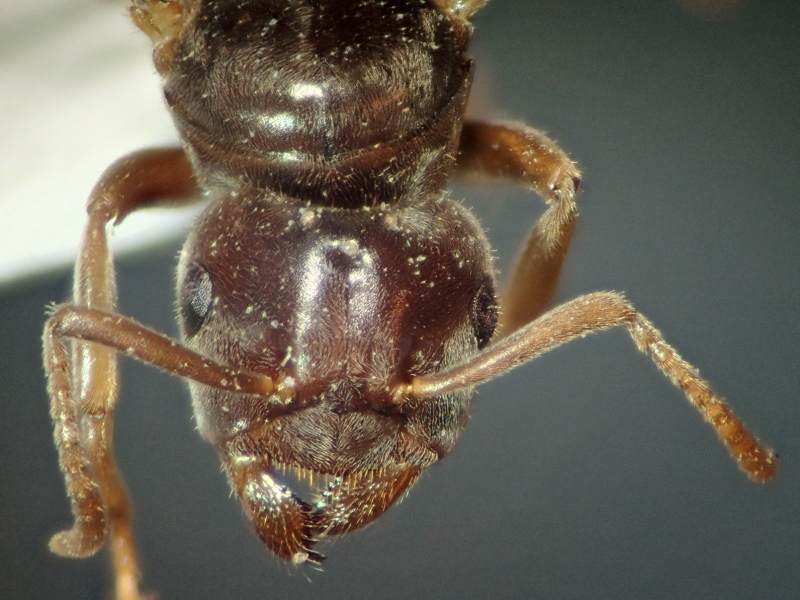 chthonolasius