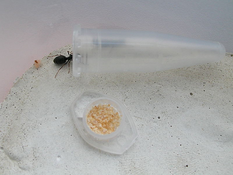 lasius con huevos?