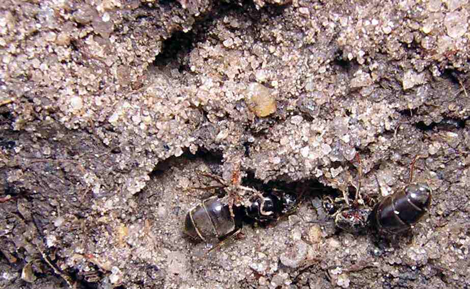 Reinas Lasius bajo una piedra.