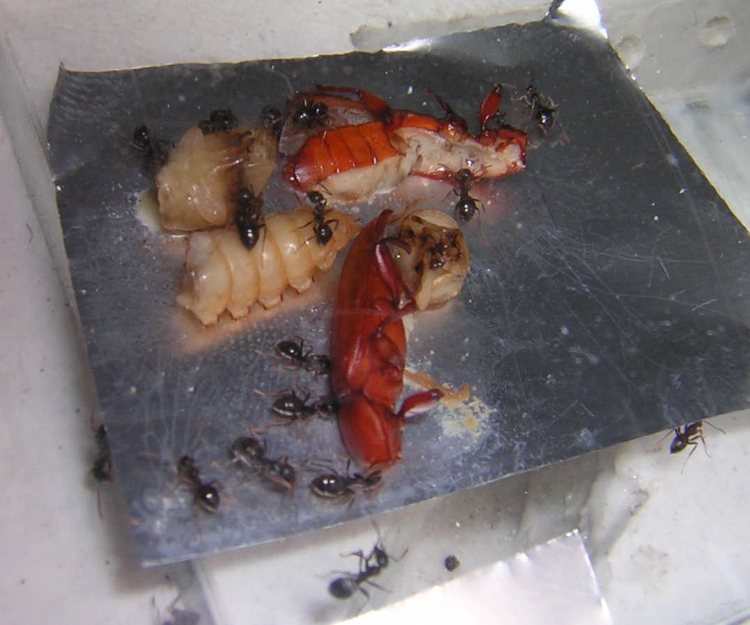 festin_lasius2