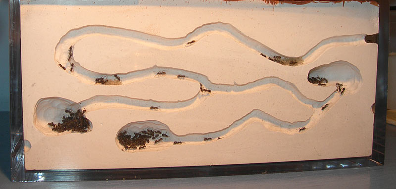 Lasius