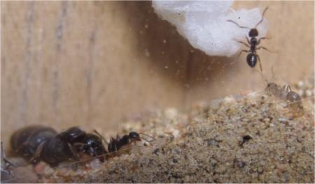 �Es un hormiguero de lasius?