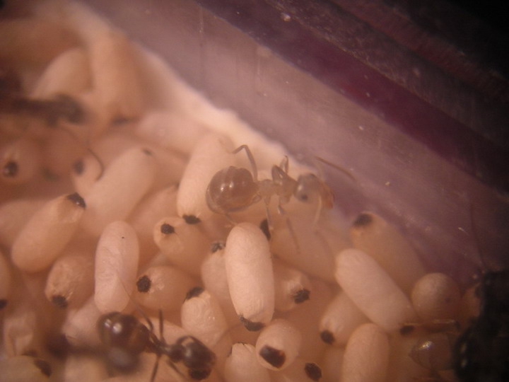 Lasius_joven