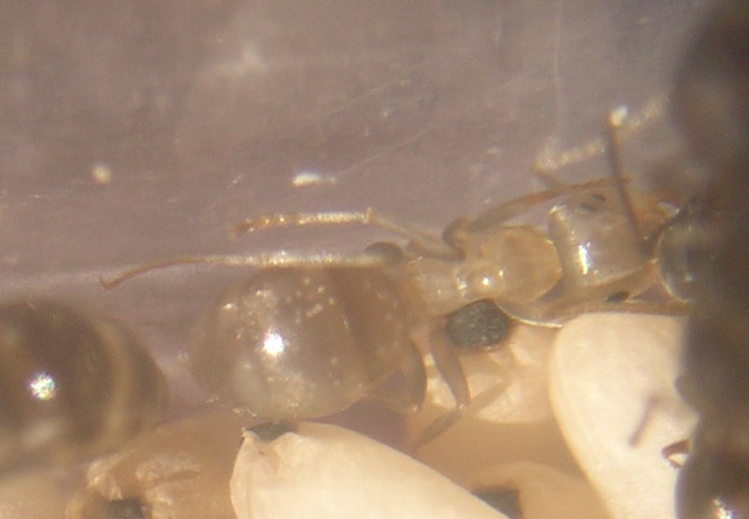 Lasius_joven1
