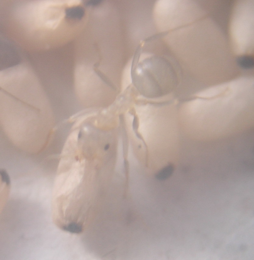 Lasius_joven3