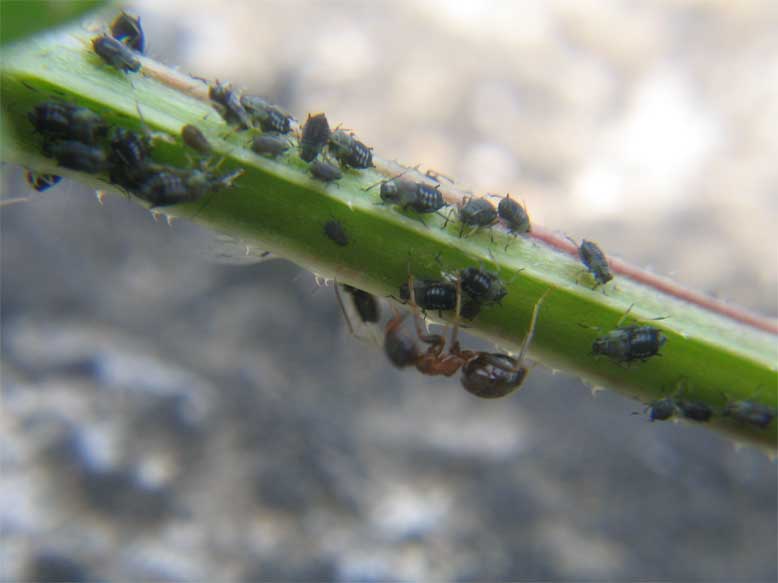 lasius-pulgones2