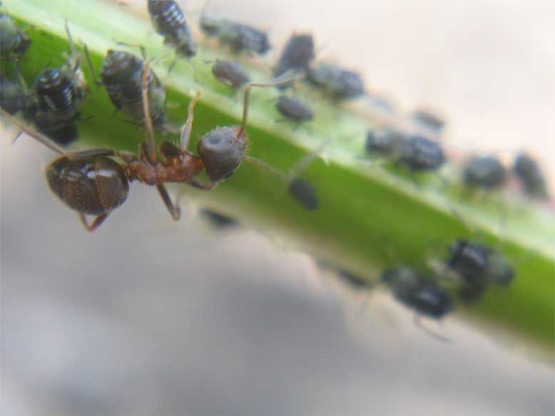 lasius-pulgones3
