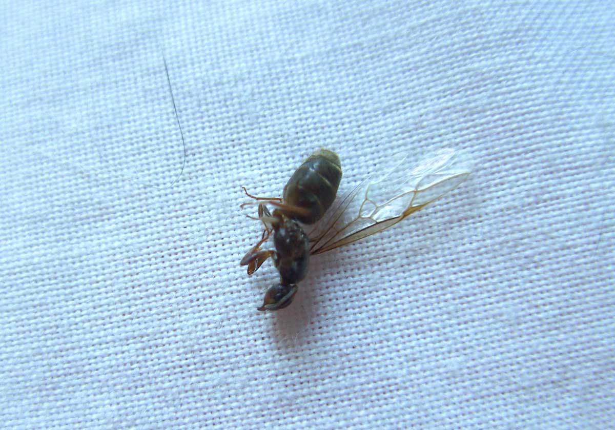 �Lasius?