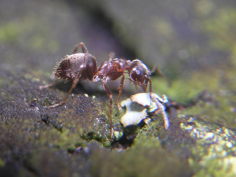 Lasius