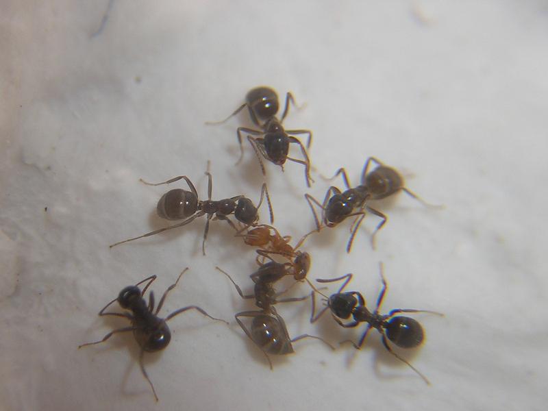 Lasius sp atacando a Monomorium pharaonis.
