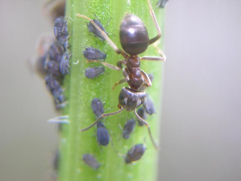 Lasius pastoreando pulgones