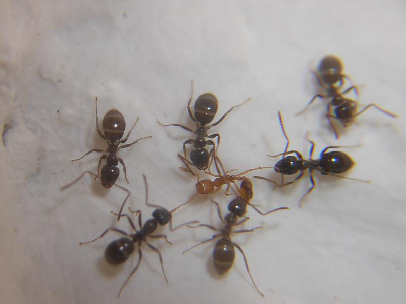 Lasius sp atacando a Monomorium pharaonis.