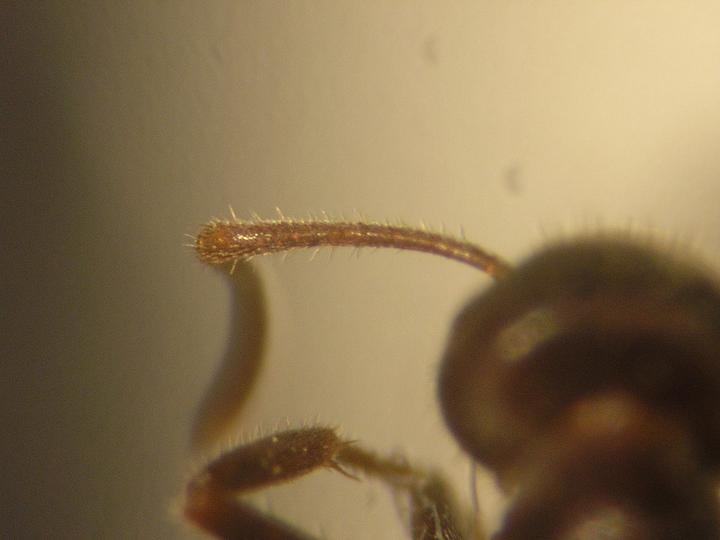Posible Lasius grandis.