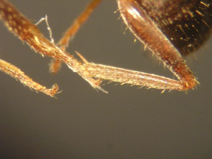 Posible Lasius grandis.