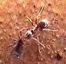 lasius-acaro(MadGator)