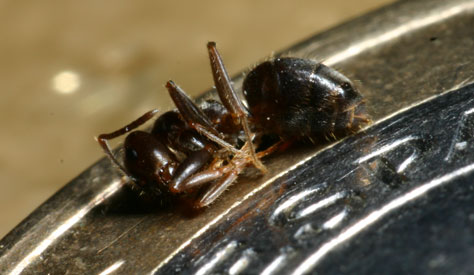 lasius?