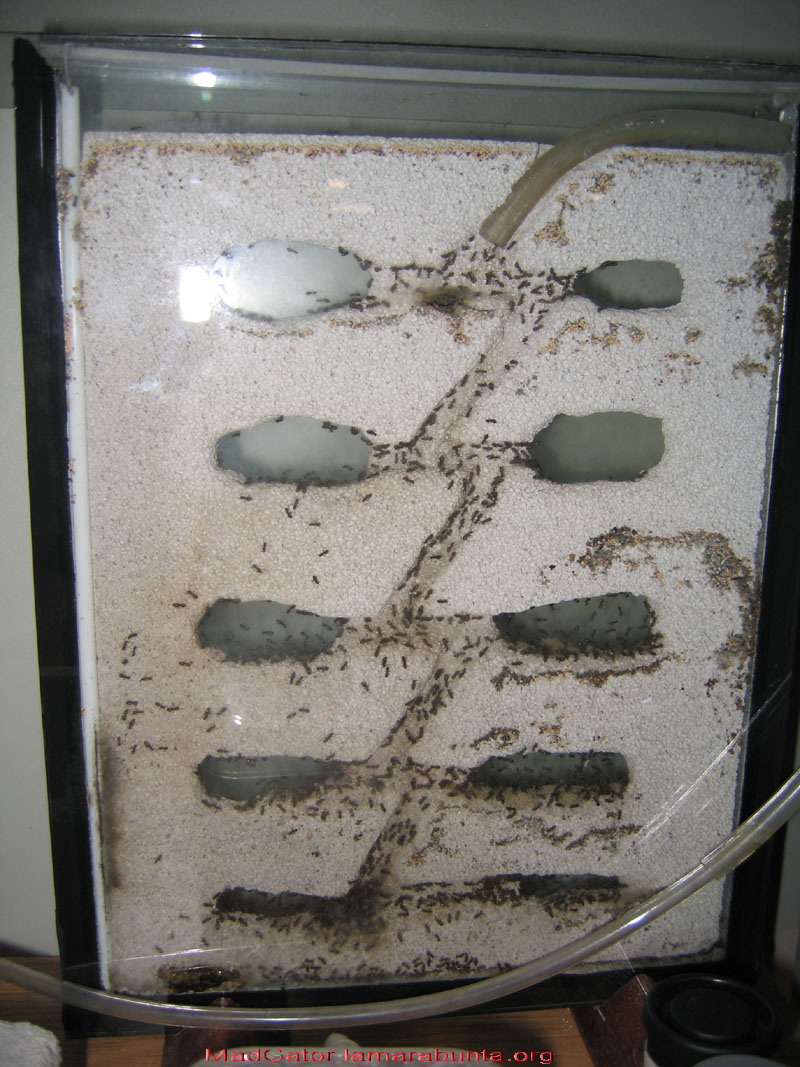 lasius-vertica2