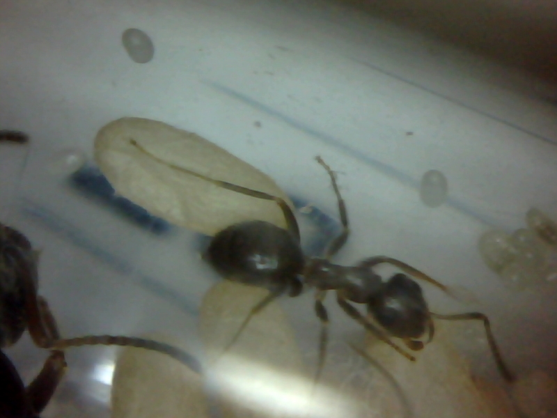 lasius
