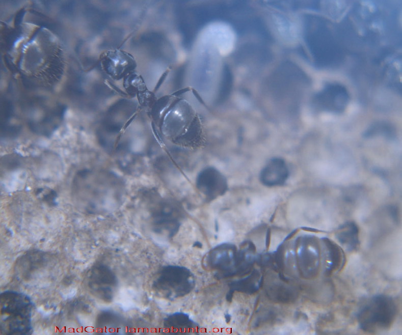 lasius0002