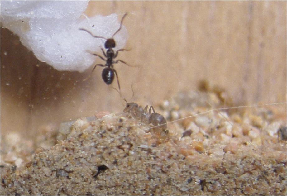 Mis lasius