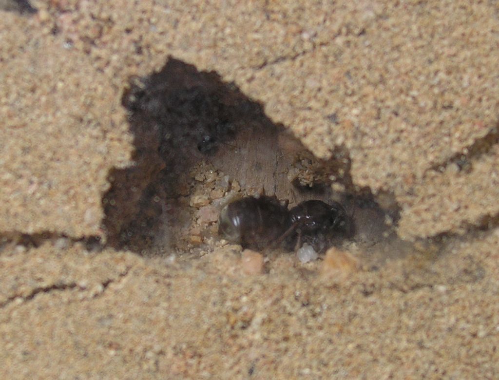 reina lasius 16-8-04