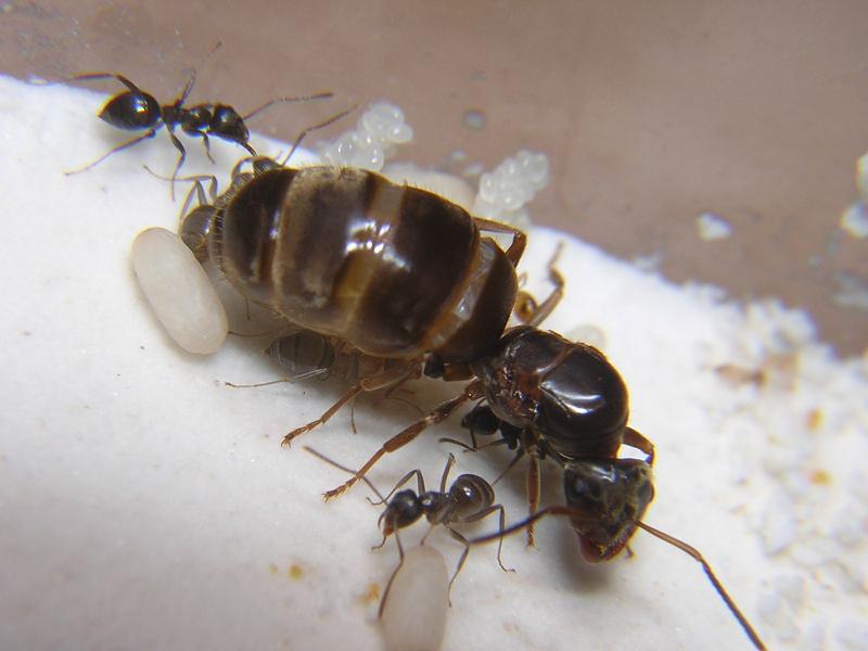 lasius