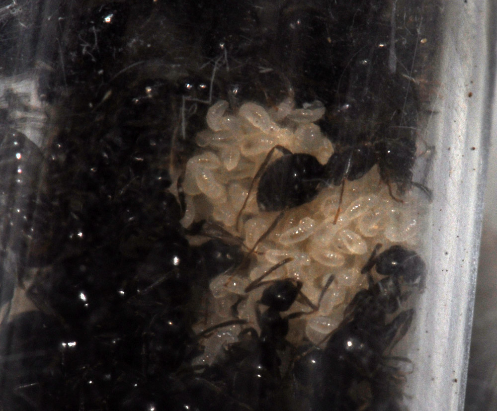 lasius invierno0607